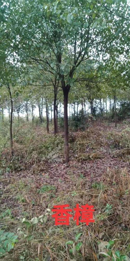 园林绿化香樟基地